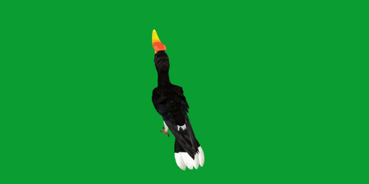 Rhinoceros Hornbill Bird Low-poly 3D model_42