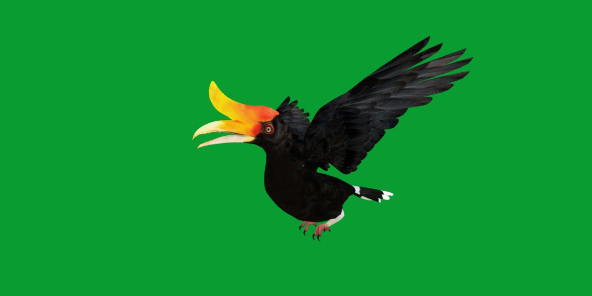 Rhinoceros Hornbill Bird Low-poly 3D model_23