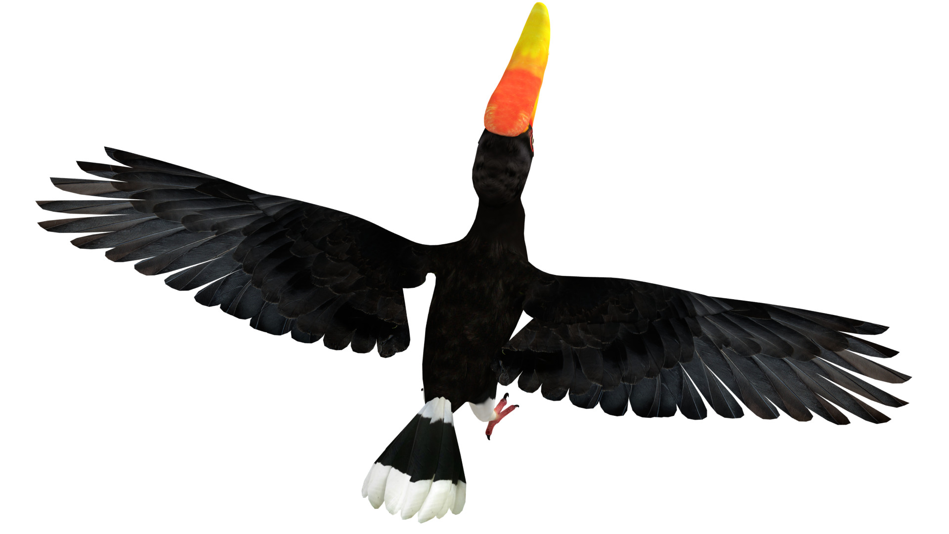 Rhinoceros Hornbill Bird Low-poly 3D model_48
