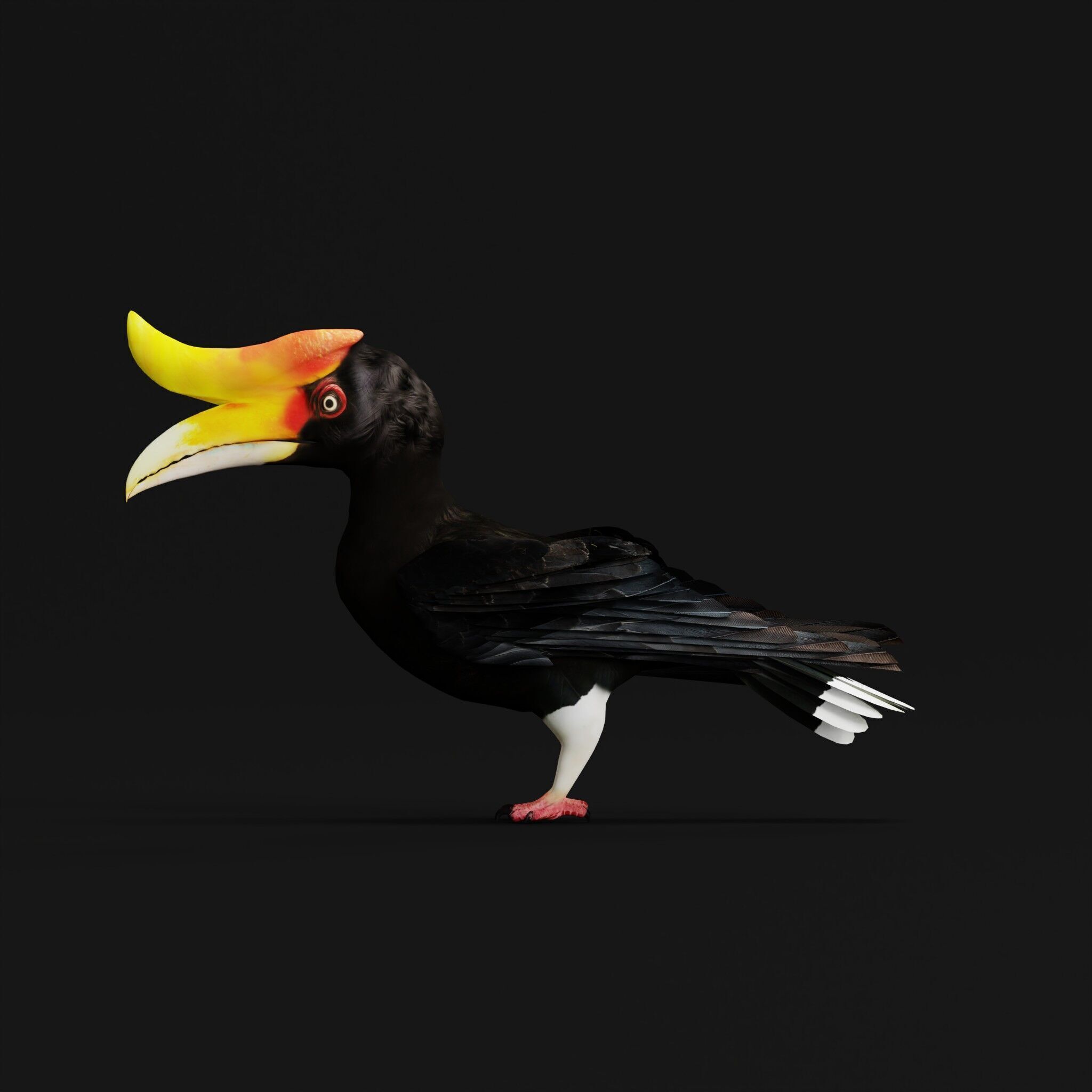 Rhinoceros Hornbill Bird Low-poly 3D model_53
