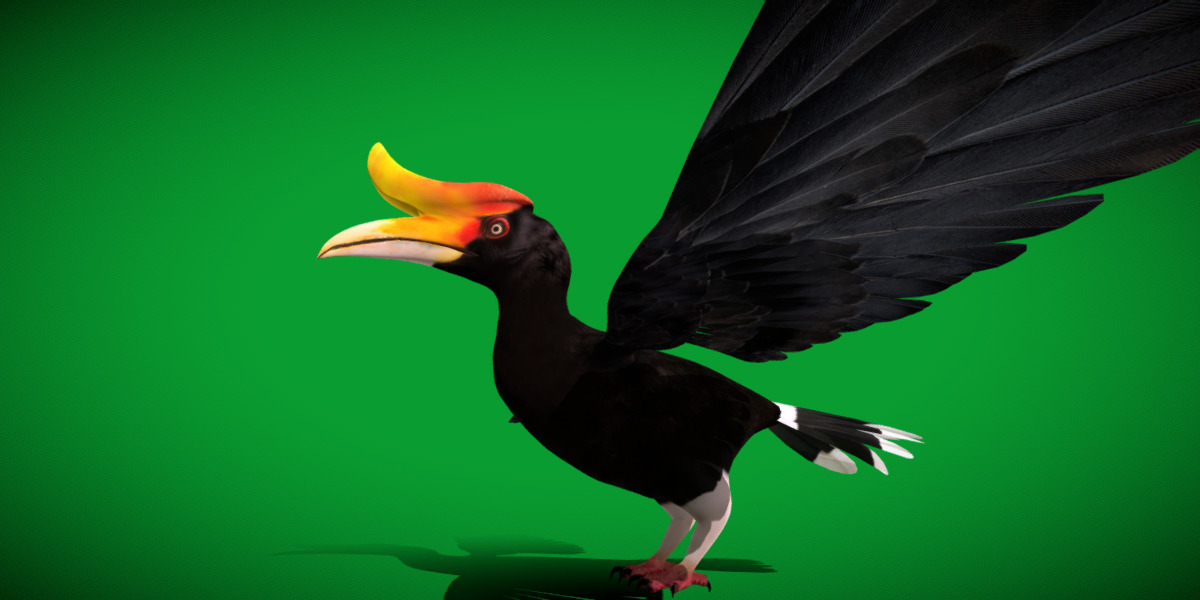 Rhinoceros Hornbill Bird Low-poly 3D model_46