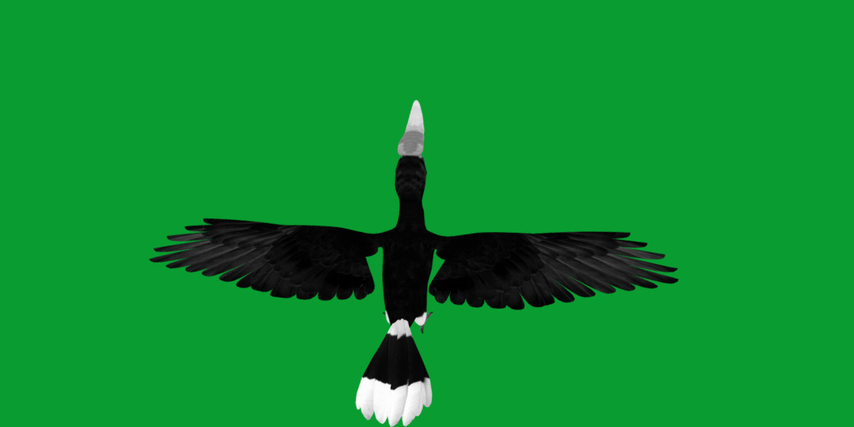 Rhinoceros Hornbill Bird Low-poly 3D model_26