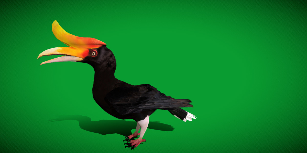 Rhinoceros Hornbill Bird Low-poly 3D model_47