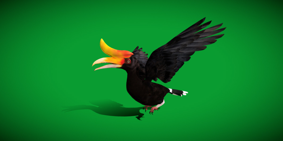 Rhinoceros Hornbill Bird Low-poly 3D model_43