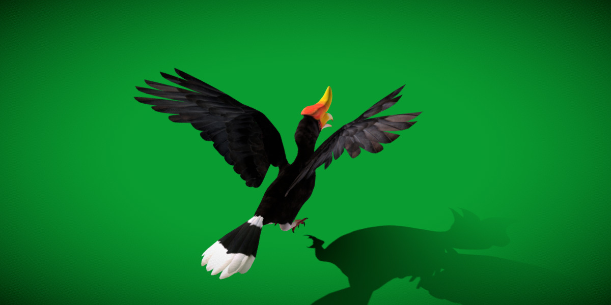 Rhinoceros Hornbill Bird Low-poly 3D model_44
