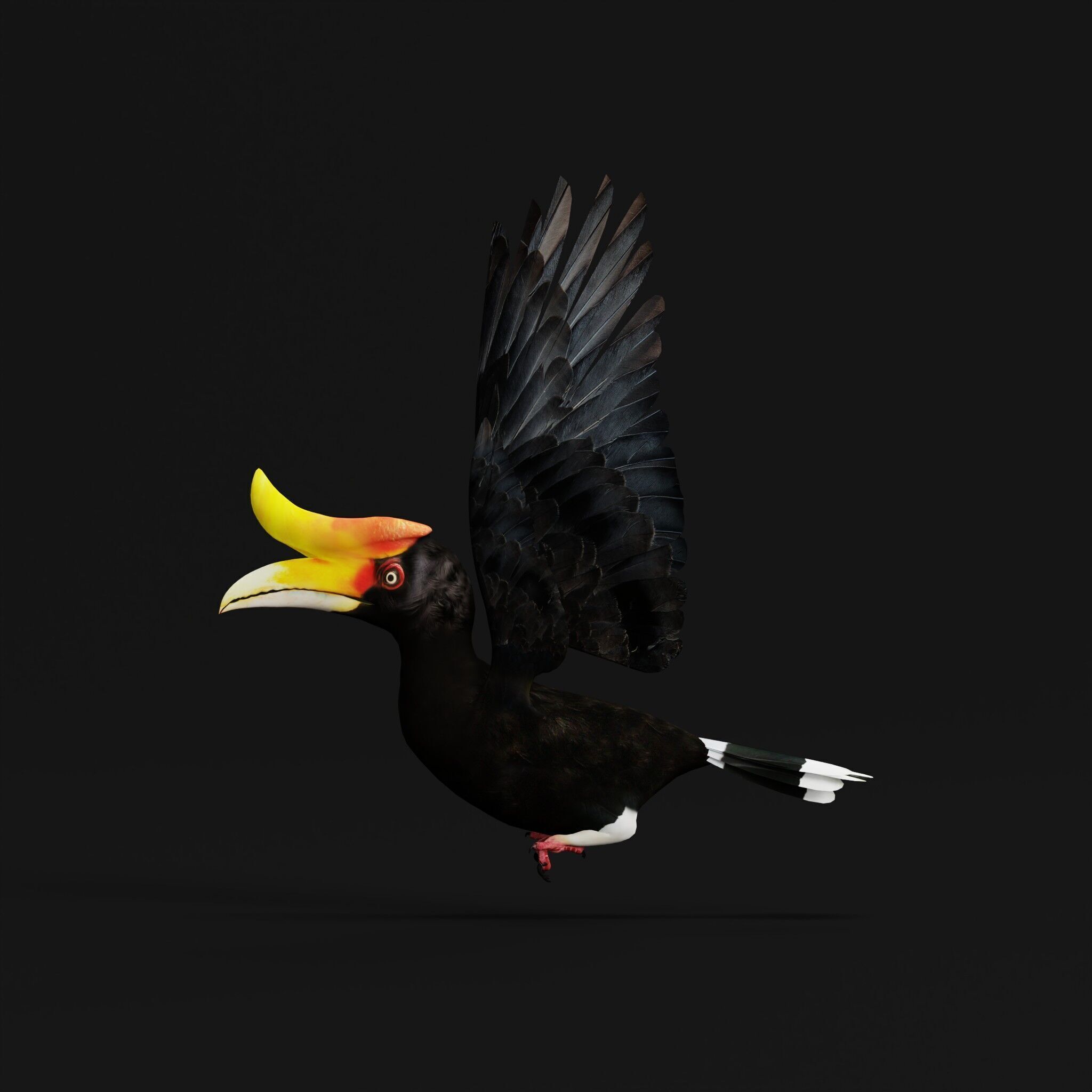 Rhinoceros Hornbill Bird Low-poly 3D model_51