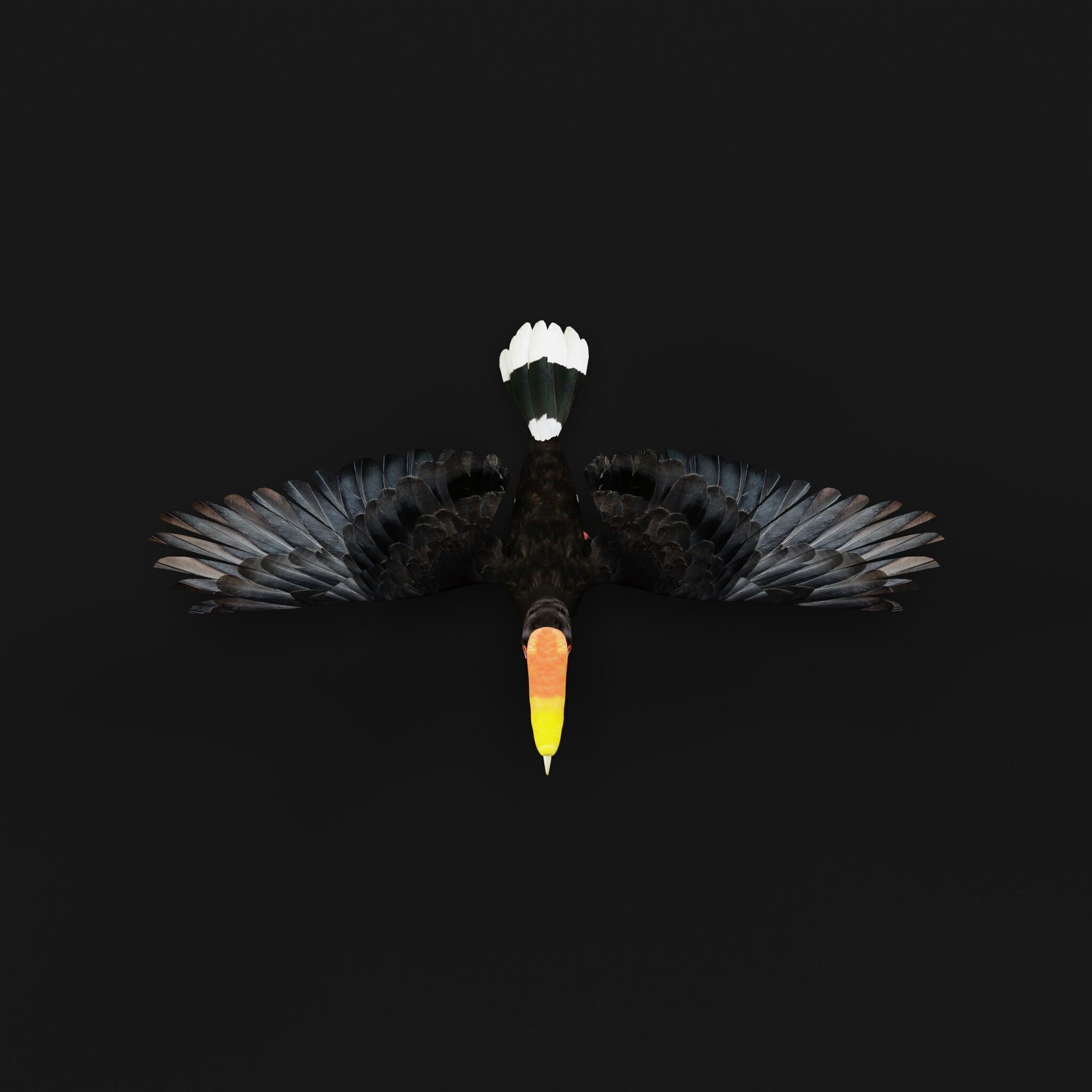 Rhinoceros Hornbill Bird Low-poly 3D model_52