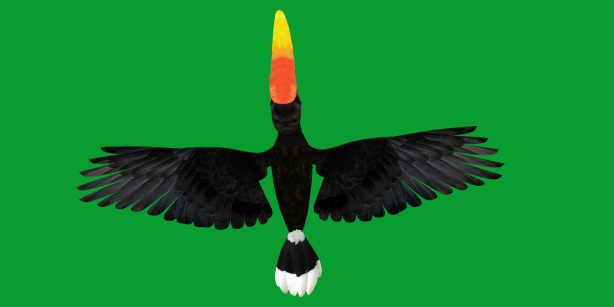 Rhinoceros Hornbill Bird Low-poly 3D model_40