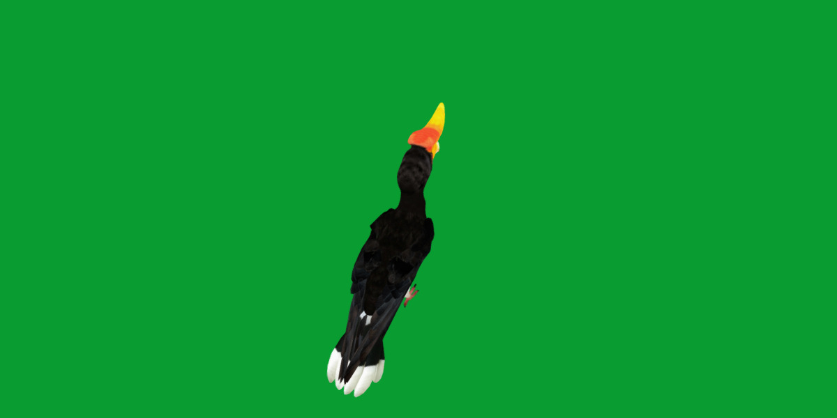 Rhinoceros Hornbill Bird Low-poly 3D model_10