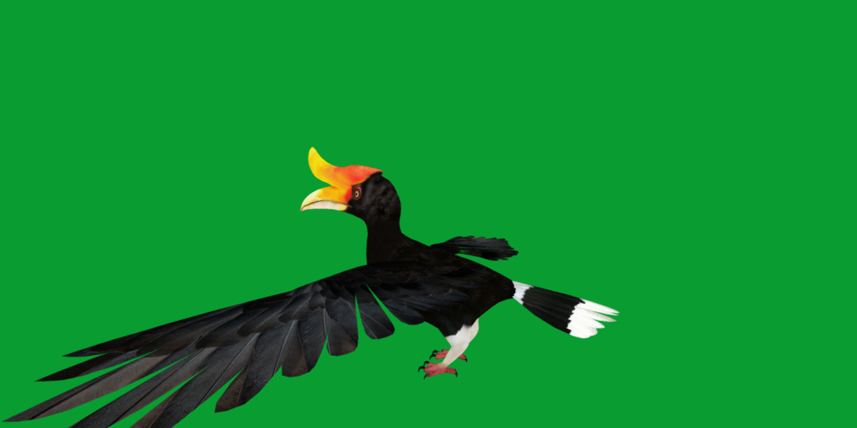 Rhinoceros Hornbill Bird Low-poly 3D model_38