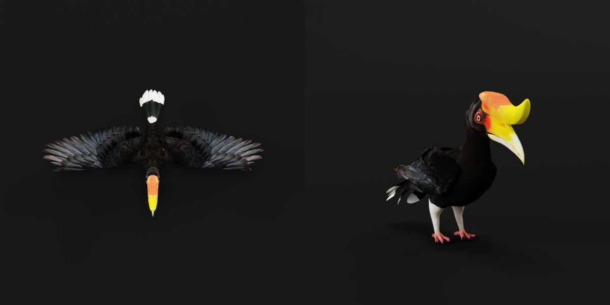 Rhinoceros Hornbill Bird Low-poly 3D model_31