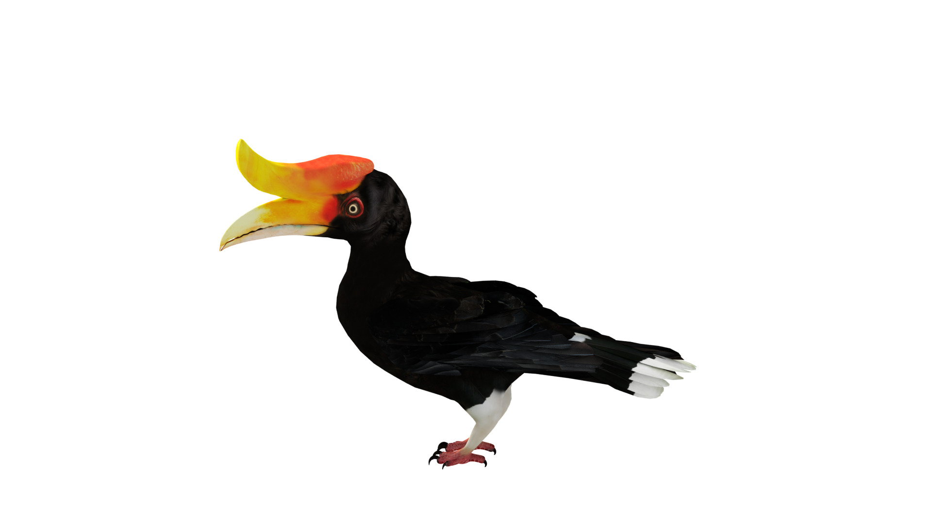 Rhinoceros Hornbill Bird Low-poly 3D model_50