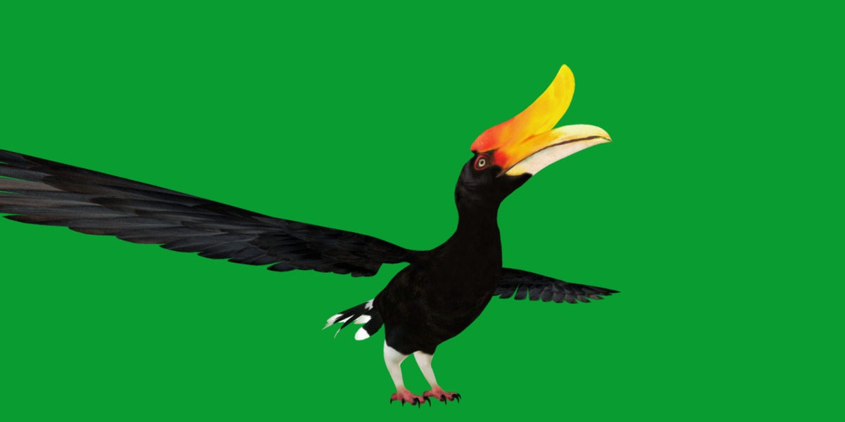 Rhinoceros Hornbill Bird Low-poly 3D model_41