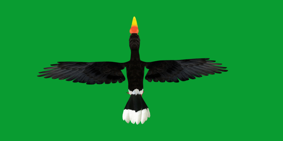 Rhinoceros Hornbill Bird Low-poly 3D model_30
