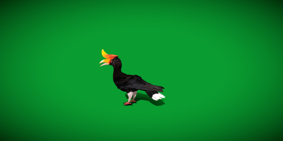 Rhinoceros Hornbill Bird Low-poly 3D model_14
