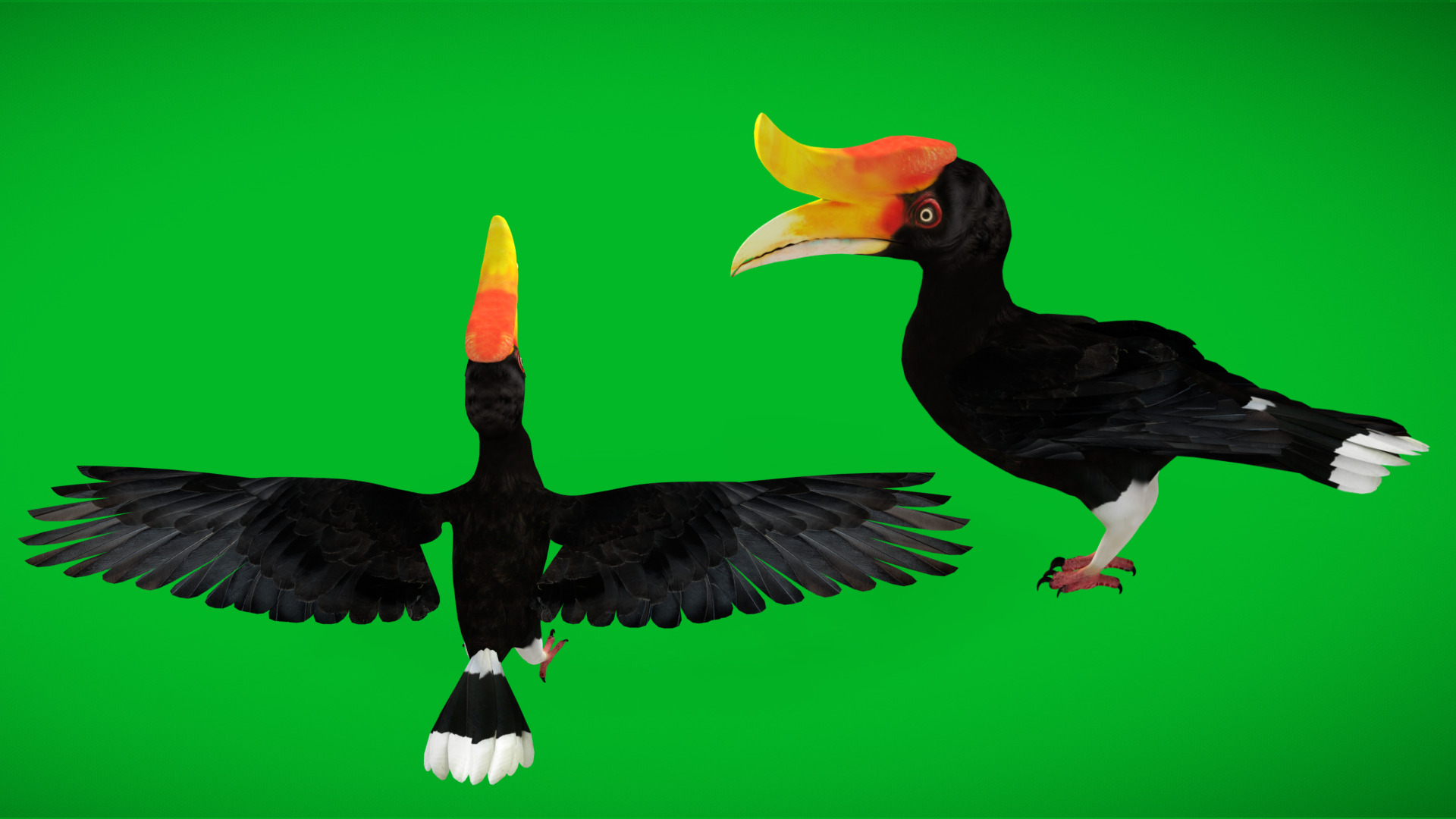 Rhinoceros Hornbill Bird Low-poly 3D model_3