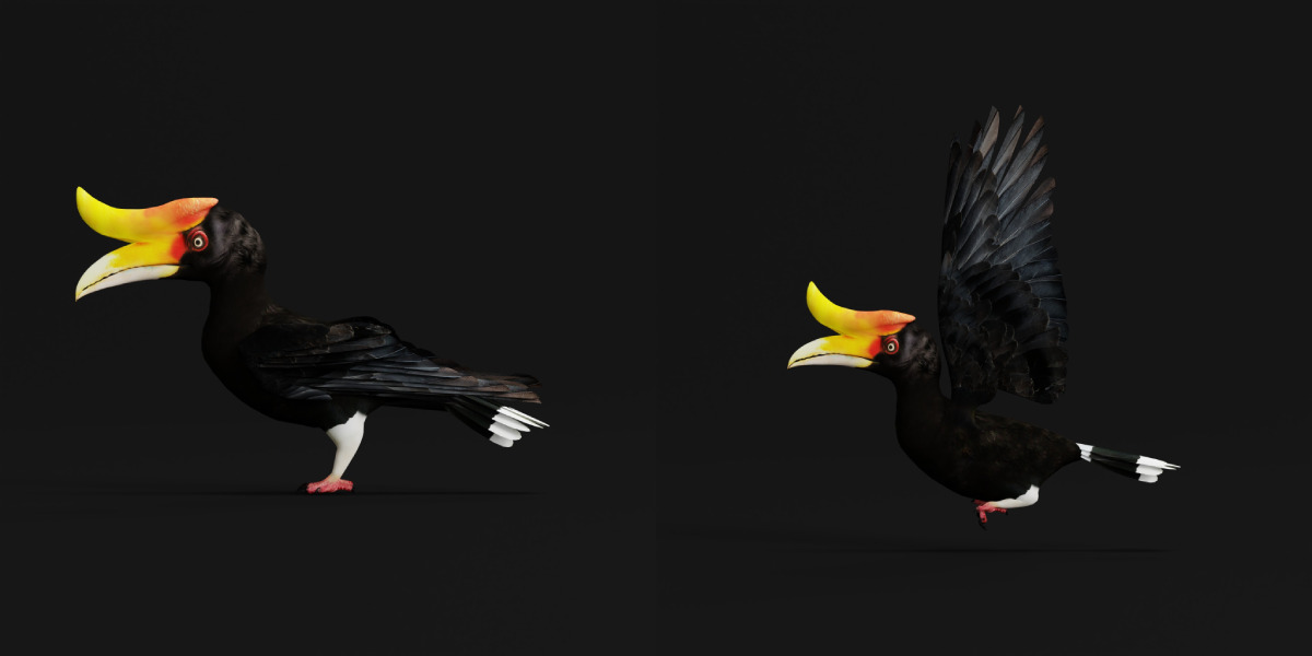 Rhinoceros Hornbill Bird Low-poly 3D model_4
