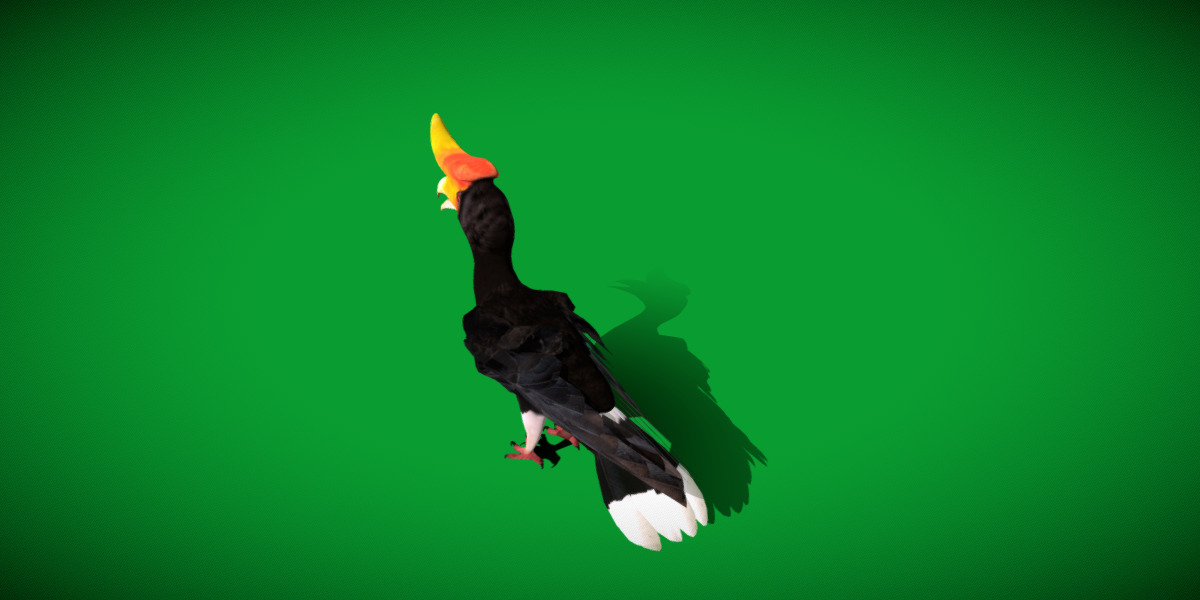 Rhinoceros Hornbill Bird Low-poly 3D model_20