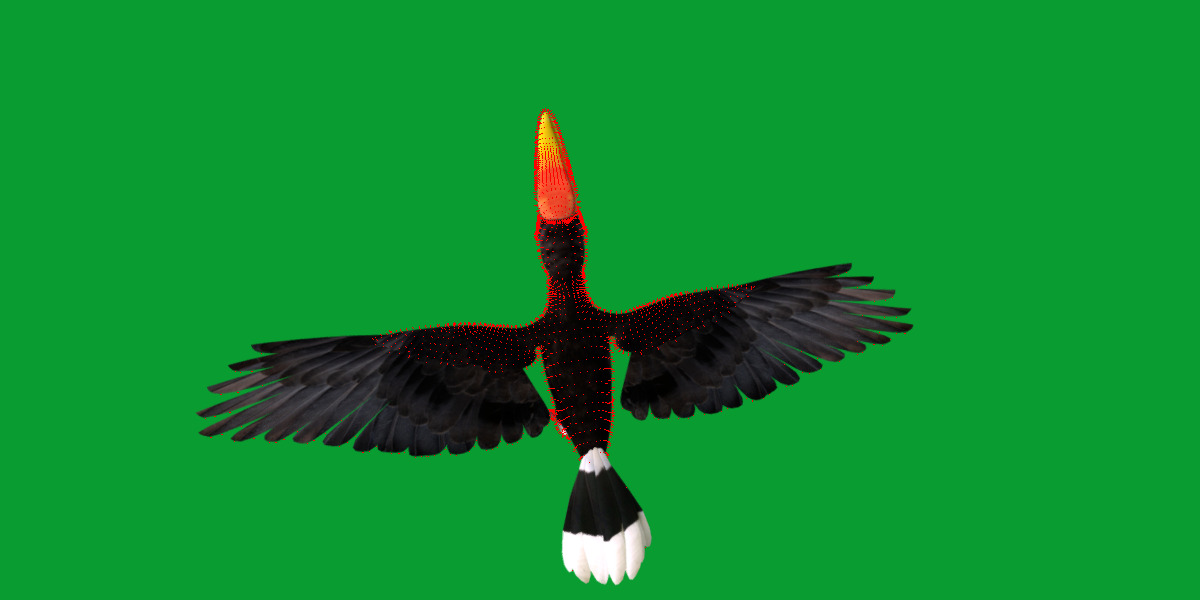Rhinoceros Hornbill Bird Low-poly 3D model_39