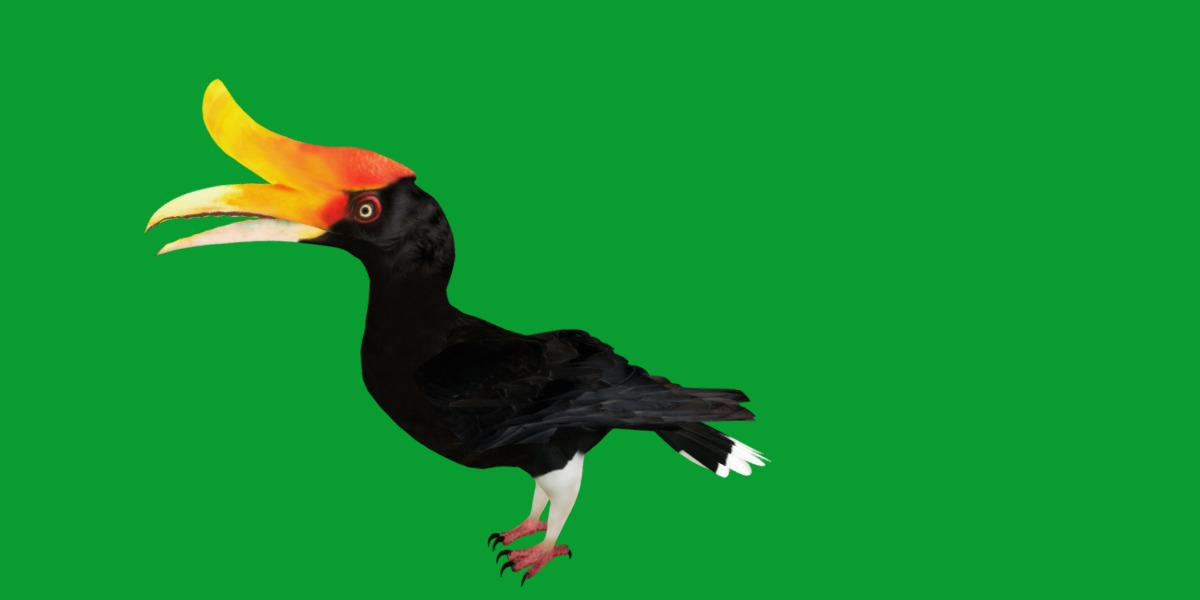 Rhinoceros Hornbill Bird Low-poly 3D model_27