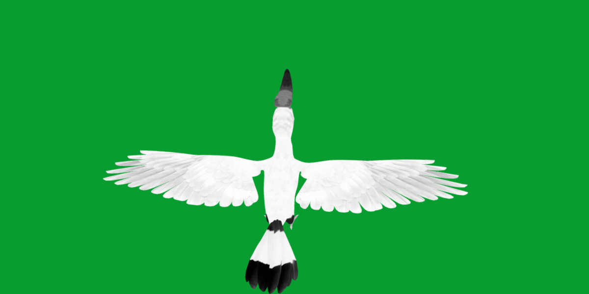 Rhinoceros Hornbill Bird Low-poly 3D model_18