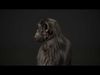Chimp Rig UNREAL project  Maya base rig 3D model_1