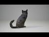 Cat Black Animated UNREAL project  Maya base rig 3D model_3
