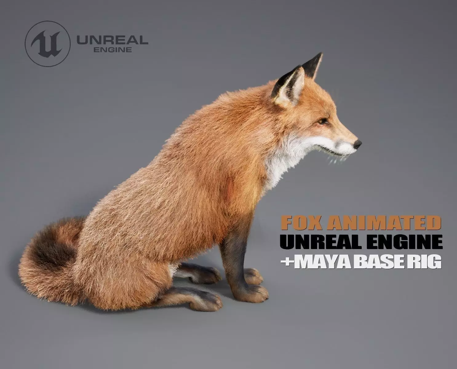 Fox Animated - UNREAL project and Maya base rig 3D model