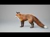 Fox Animated  - UNREAL project  and Maya base rig 3D model_4
