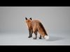 Fox Animated  - UNREAL project  and Maya base rig 3D model_5