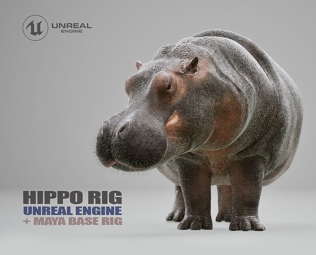 Hippopotamus Rig UNREAL project  Maya base rig 3D model