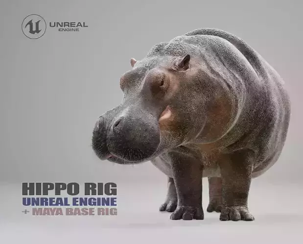 Hippopotamus Rig UNREAL project  Maya base rig
