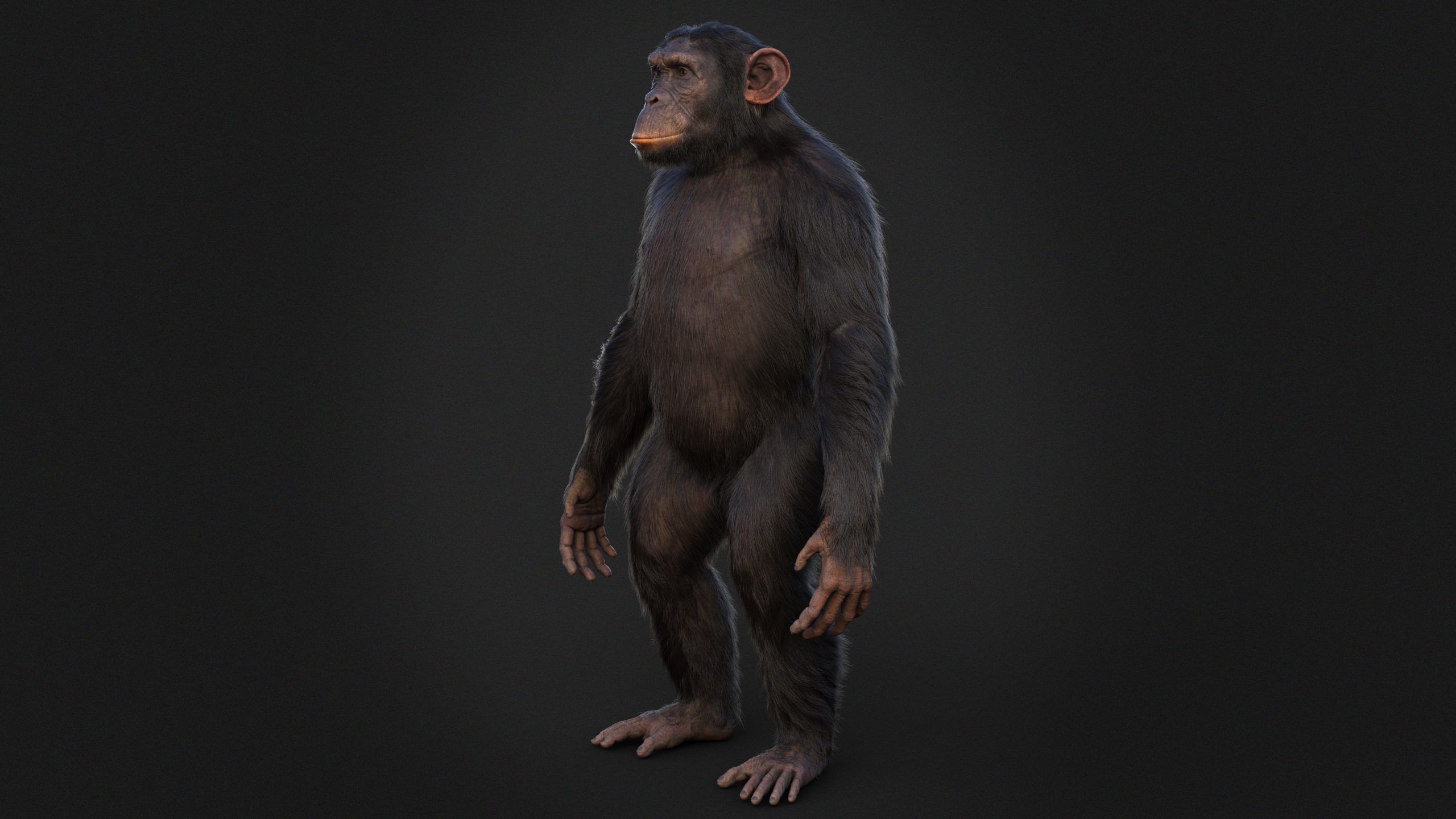Chimpanzee RIG Xgen Core 3D model_4