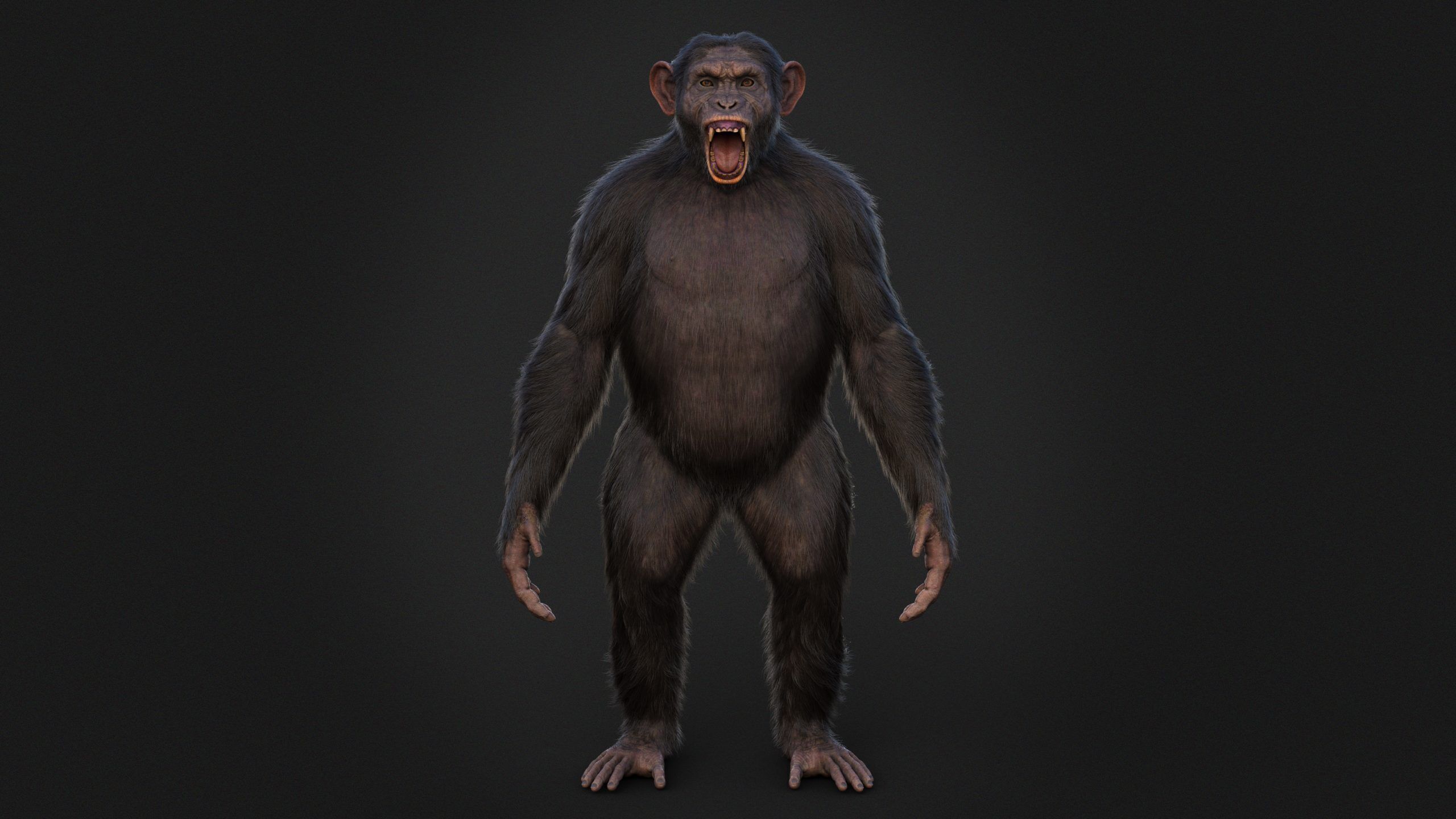 Chimpanzee RIG Xgen Core 3D model_8