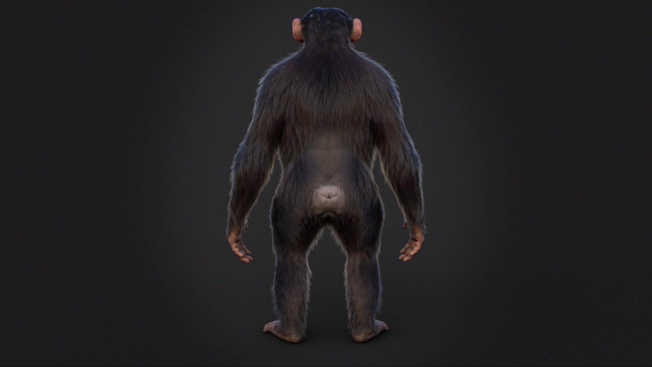 Chimpanzee RIG Xgen Core 3D model_7