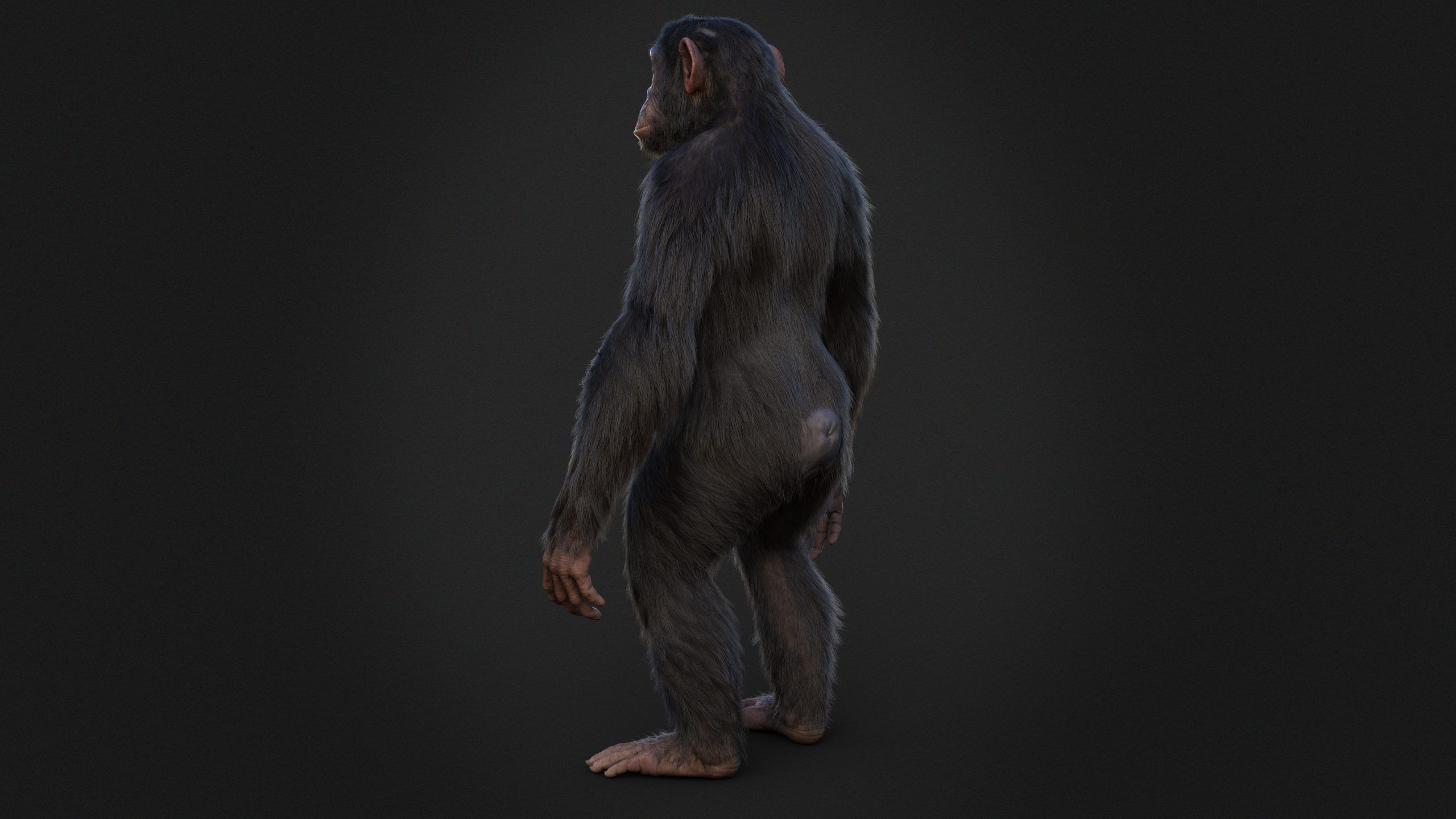 Chimpanzee RIG Xgen Core 3D model_5