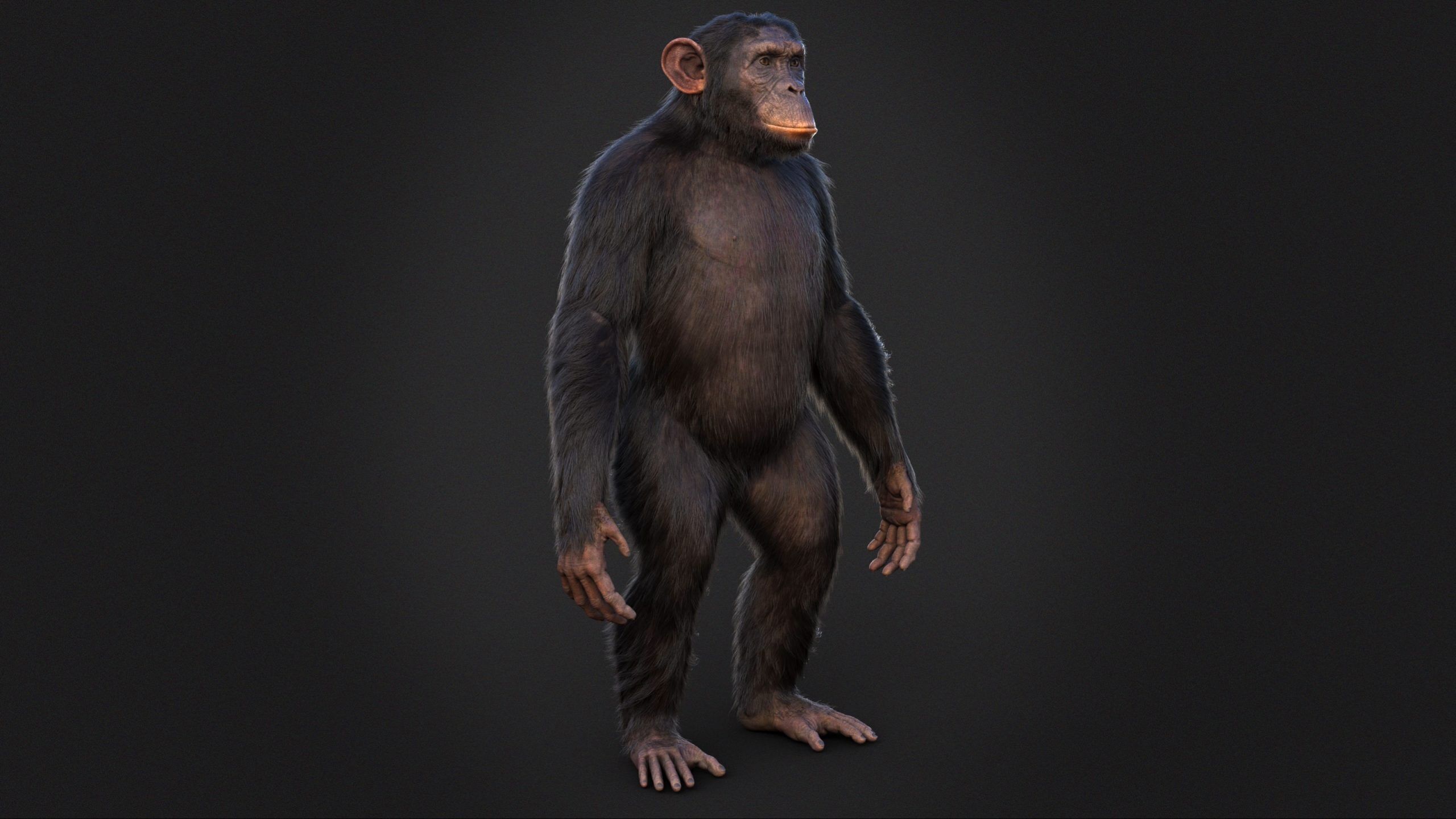 Chimpanzee RIG Xgen Core 3D model_6