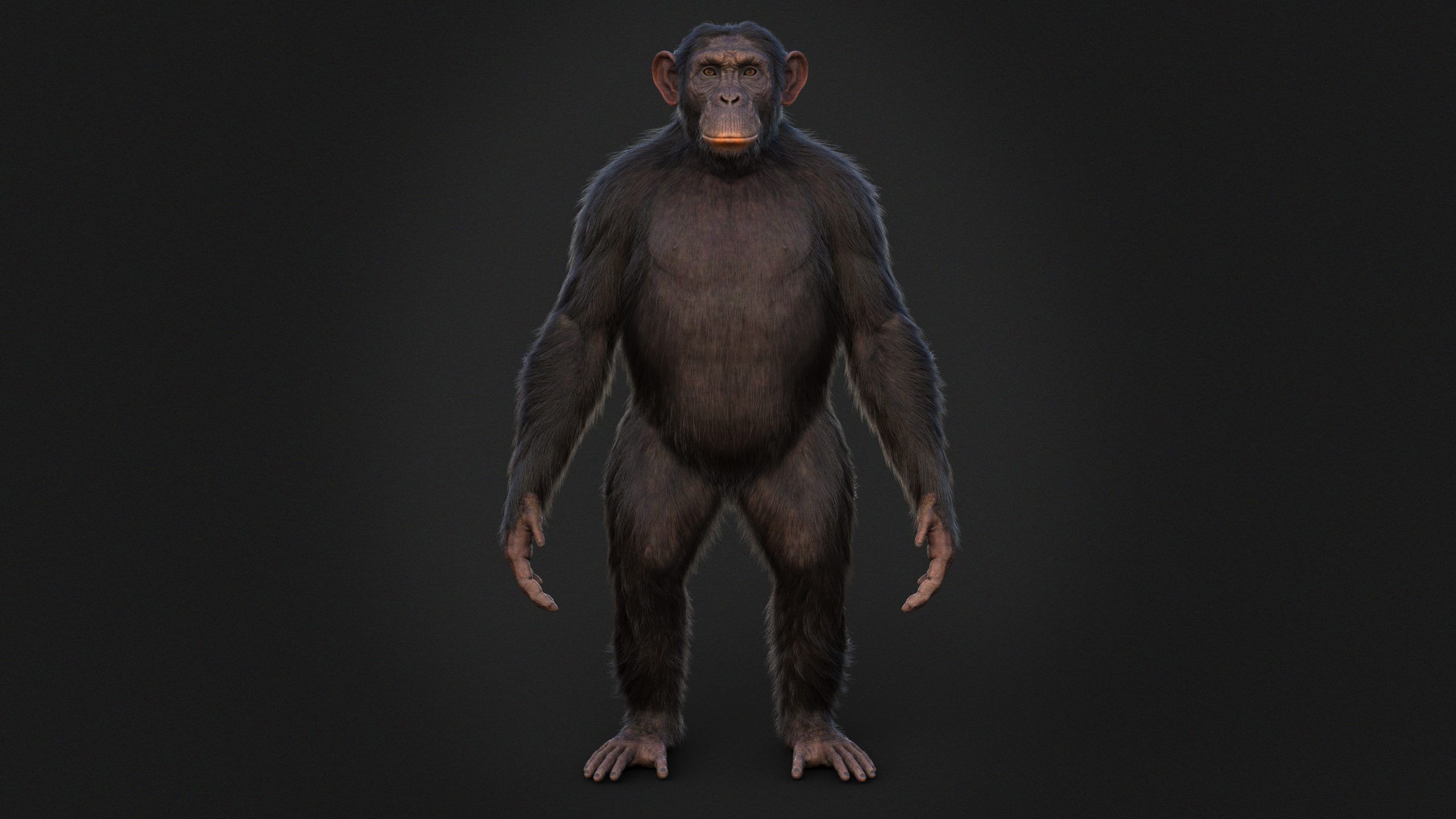 Chimpanzee RIG Xgen Core 3D model_3