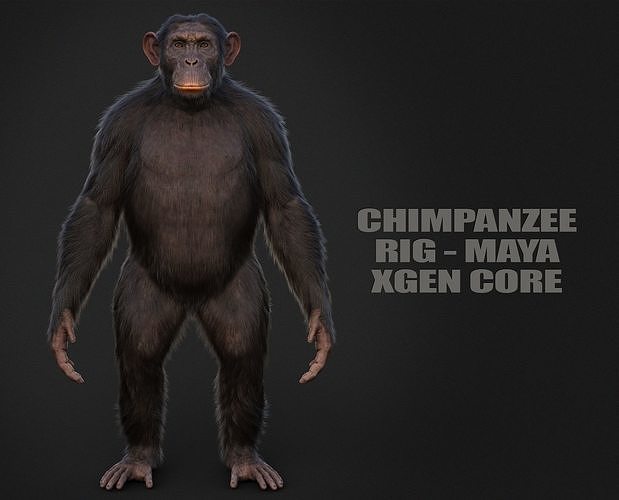 Chimpanzee RIG Xgen Core 3D model