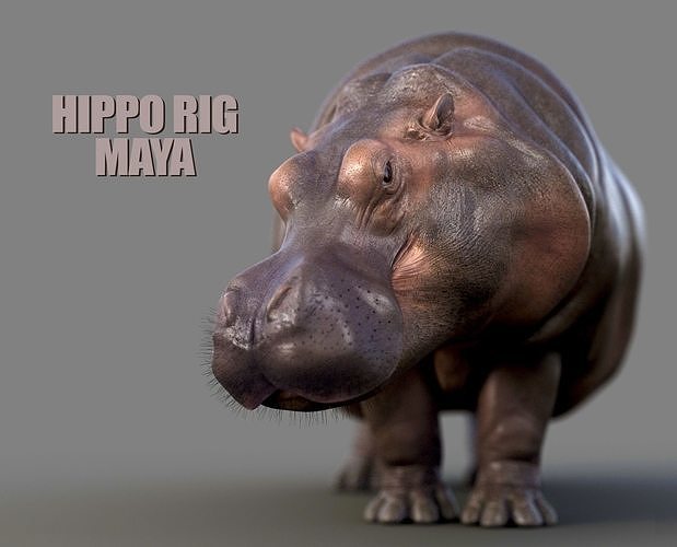 Hippopotamus RIG xgen 3D model