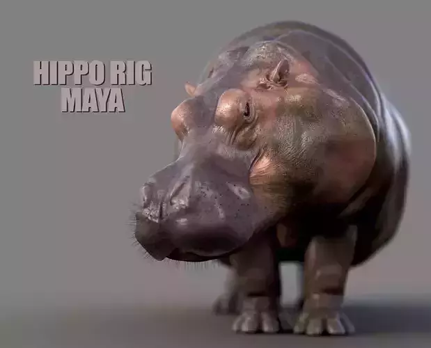 Hippopotamus RIG xgen