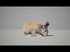 Rabbits Animated UNREAL project  Maya base rig 3D model_2