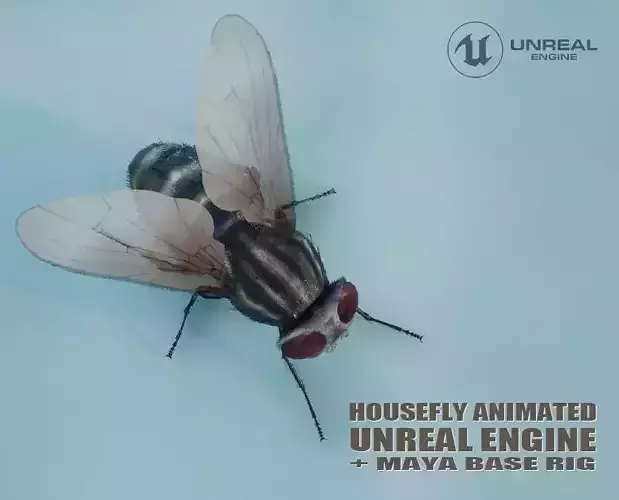 HouseFly ANIMATED UNREAL project  Maya base rig 3D model