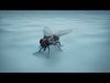 HouseFly ANIMATED UNREAL project  Maya base rig 3D model_1