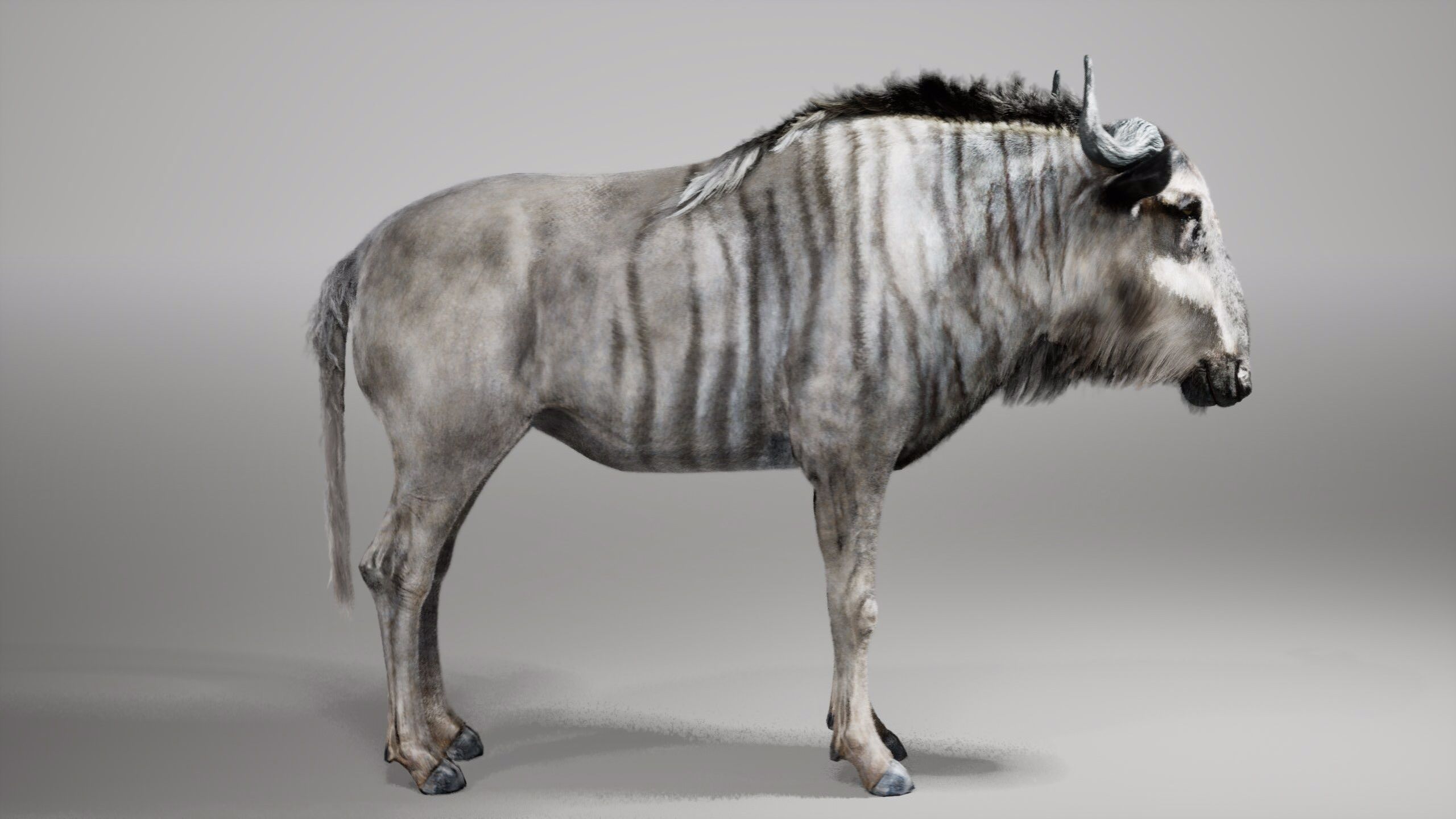 Wildebeest RIG UNREAL project  Maya base rig 3D model_4