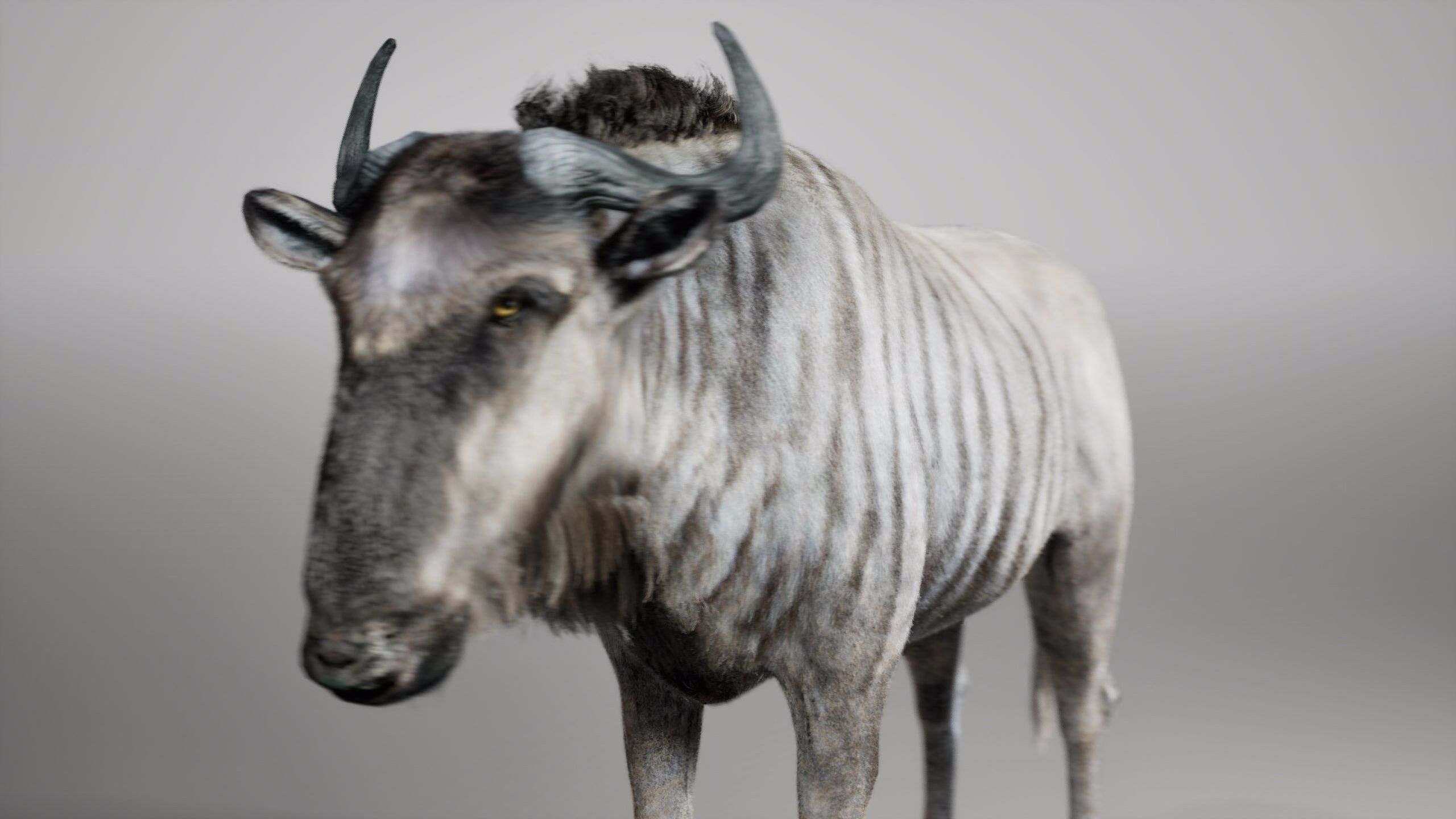 Wildebeest RIG UNREAL project  Maya base rig 3D model_6