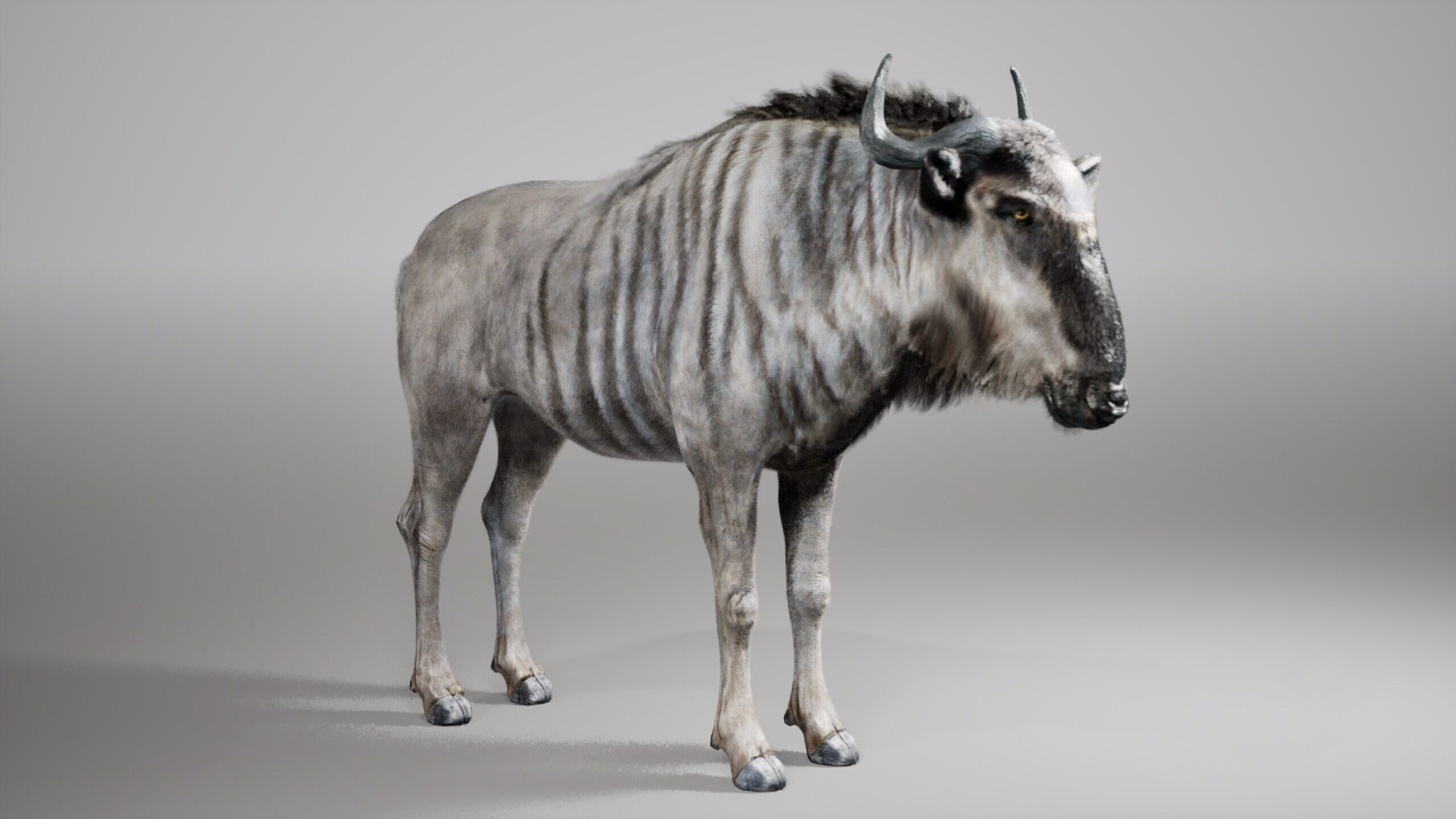 Wildebeest RIG UNREAL project  Maya base rig 3D model_3