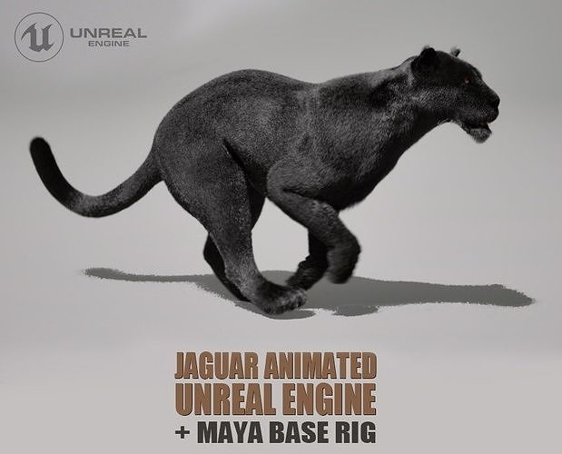 Black Jaguar Animated UNREAL project  Maya base rig 3D model