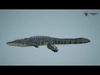 Crocodile Animated UNREAL project  Maya base rig 3D model_1