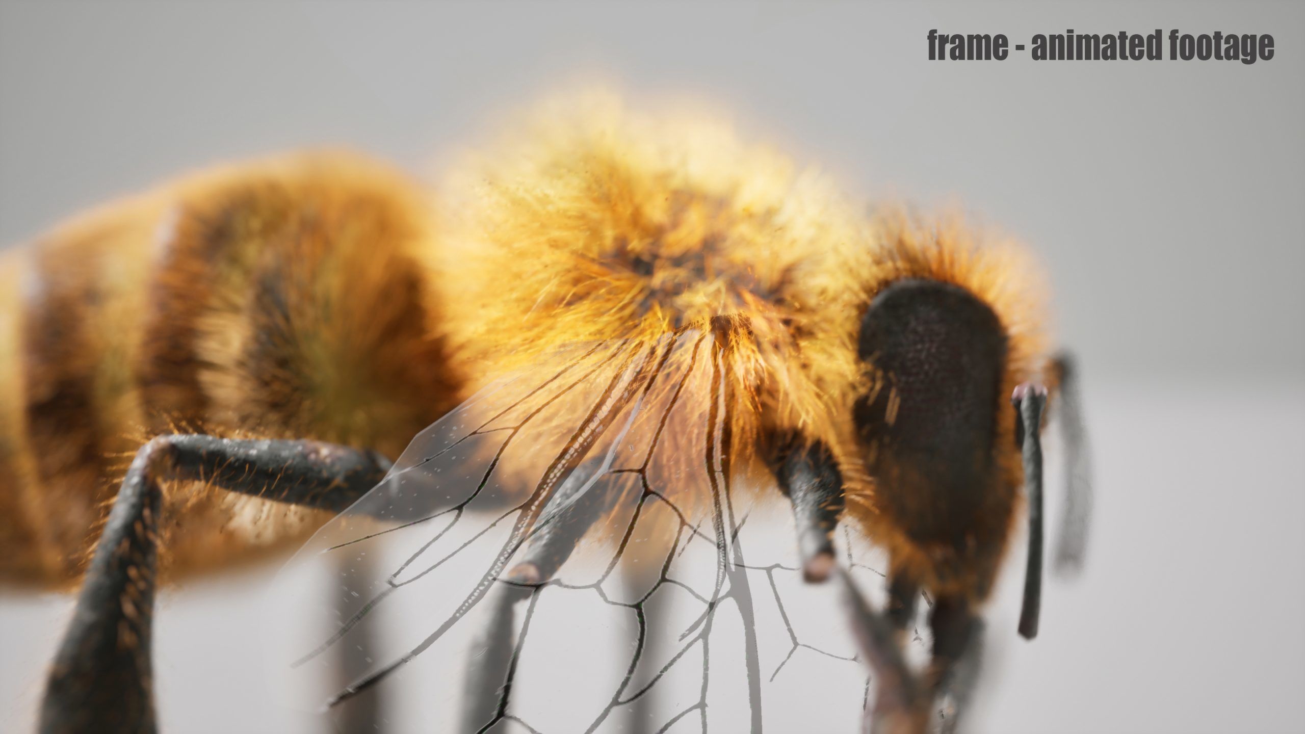 Honey Bee FUR UNREAL project Maya base rig 3D model_7